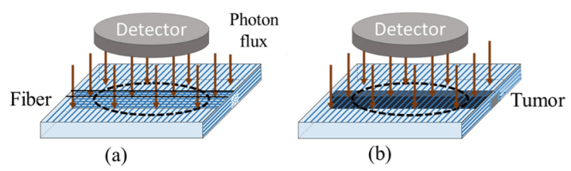 Impact of Fiber Crossing on Polarimetric Images of Healthy Brain White Matter