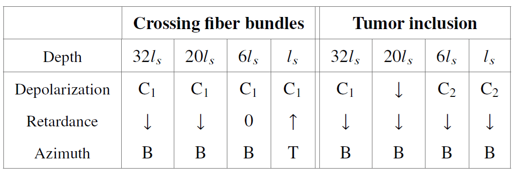 Impact of Fiber Crossing on Polarimetric Images of Healthy Brain White Matter